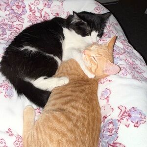 Meet your Posher, Colette